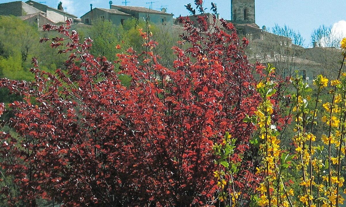 l'automne à Montferrier sur lez avec un arbre et ses feuilles rouges. Montferrier en arrière plan