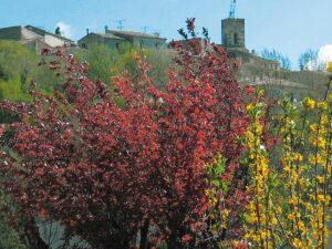 l'automne à Montferrier sur lez avec un arbre et ses feuilles rouges. Montferrier en arrière plan